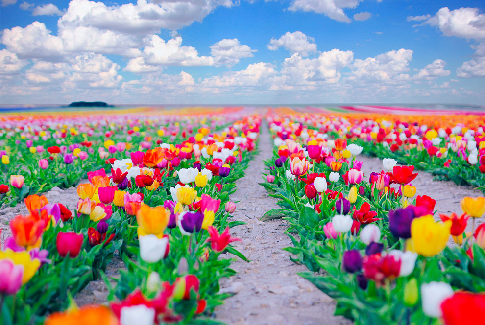 Тюльпановое поле фото